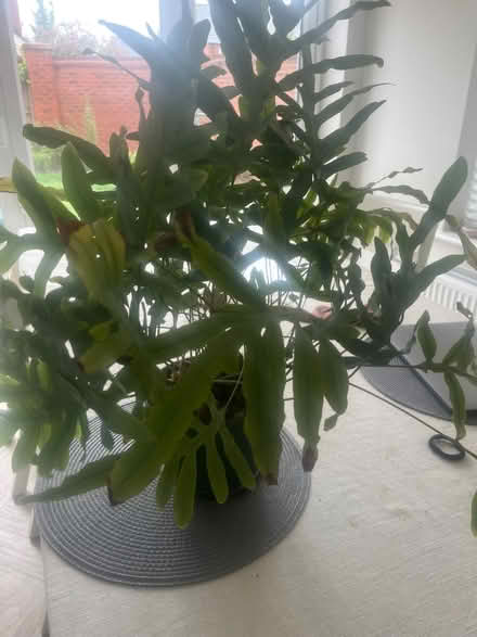 Photo of free House plant (Upton NN5) #1