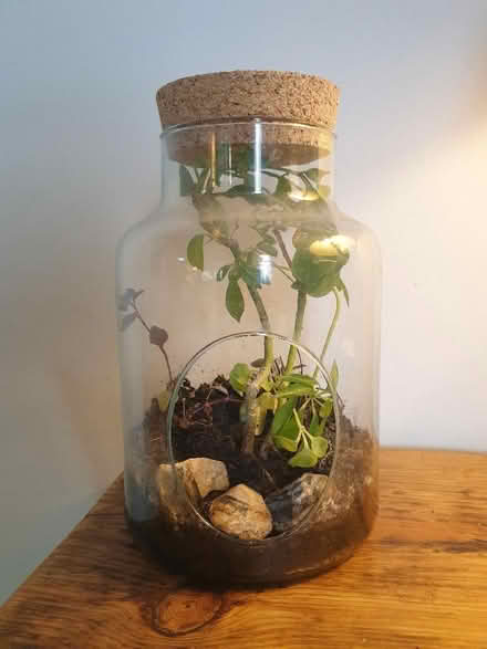 Photo of free Terrarium (Saint Leonards Ward EX2) #1