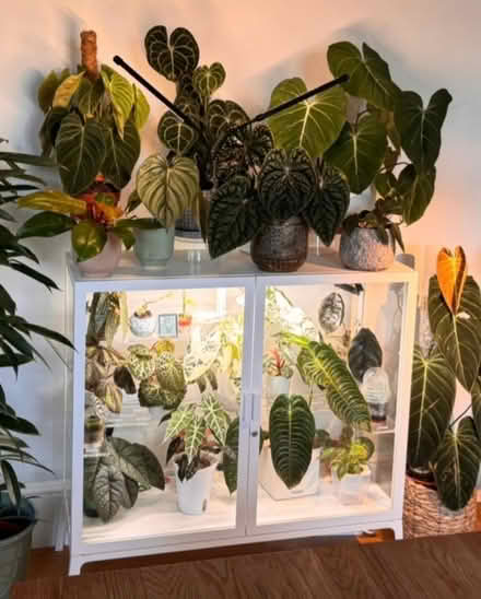 Photo of free IKEA Milsbo greenhouse cabinet (Sloane Square SW1W) #1