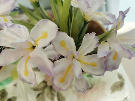 Photo of free Artificial Plants Pair (Brandwood End B14) #2