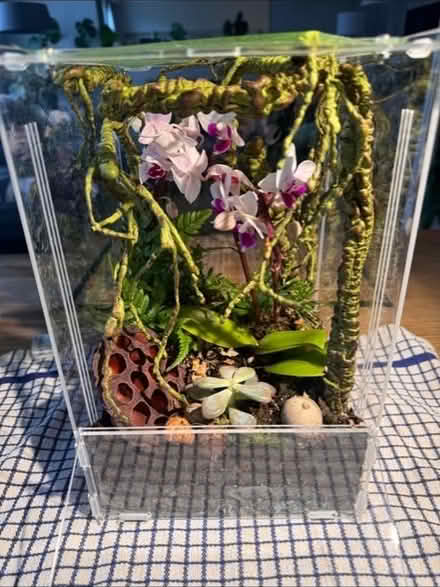 Photo of free Insect/plant terrarium, moss, wooden sticks (Sloane Square SW1W) #4