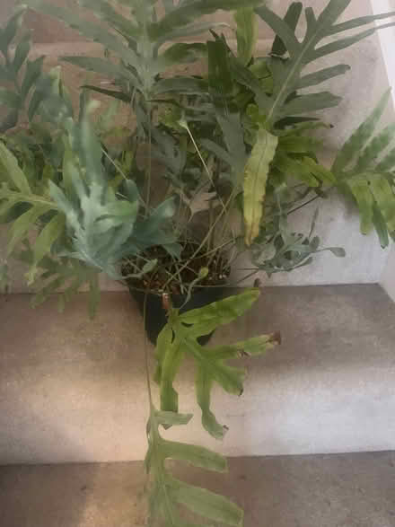 Photo of free House plant (Upton NN5) #2