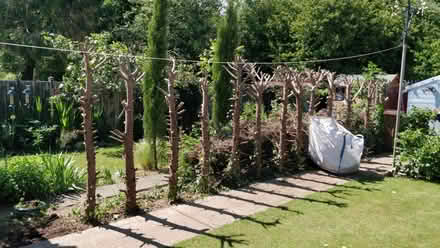 Photo of free Leyland Conifer trunks (Bishop's Stortford CM23) #2