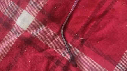 Photo of free Small size glasses (SM1) #3