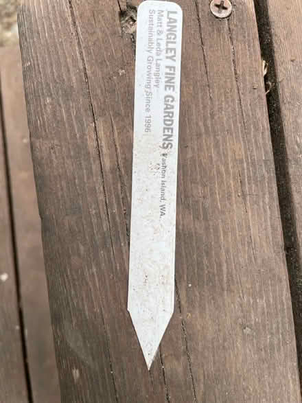 Photo of free 2 plants from sky nursery (wallingford) #2