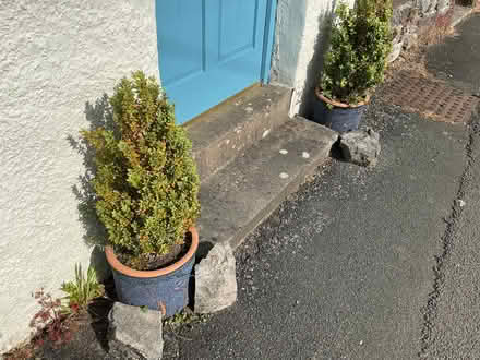 Photo of free Garden shrubs (Leasgill LA7) #1