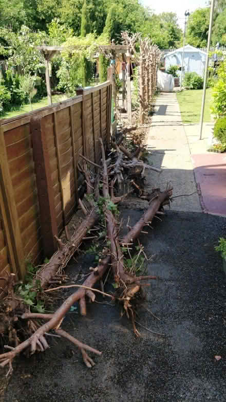 Photo of free Leyland Conifer trunks (Bishop's Stortford CM23) #1