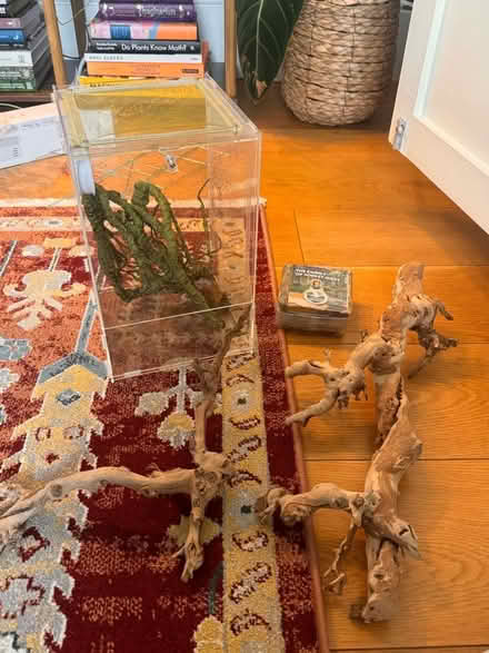Photo of free Insect/plant terrarium, moss, wooden sticks (Sloane Square SW1W) #1