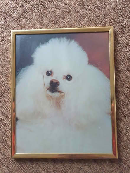 Photo of free Poodle in gold frame (Heysham) #1