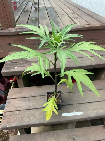 Photo of free 2 plants from sky nursery (wallingford) #3