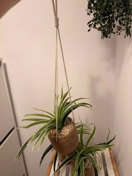 Photo of free Fake plant (Tyrrelstown) #2