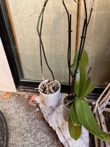 Photo of free 2non-blooming orchids Jesse+Claire (Northern San Rafael/Marinwood) #1