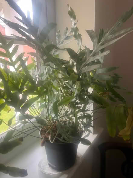 Photo of free House plant (Upton NN5) #3