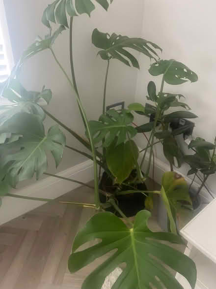Photo of free House plant (Upton NN5) #1