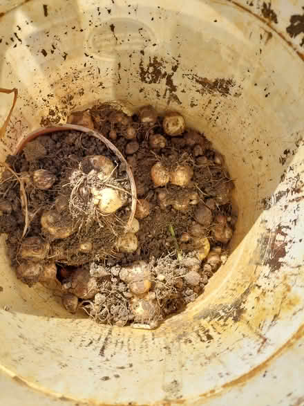 Photo of free Spanish blue Bell bulbs (Laindon) #1