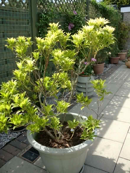 Photo of free Pieris plant (Bilton HG1) #2