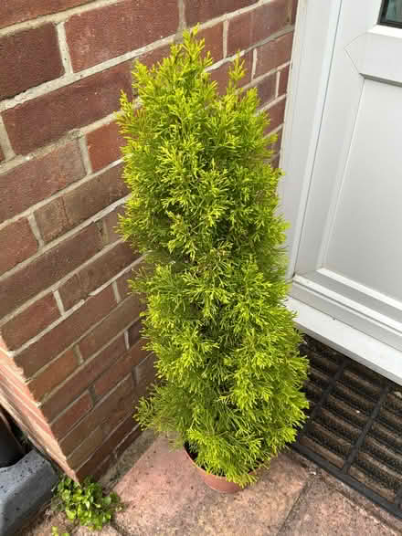 Photo of free Conifer in pot. (Sidley TN40) #1