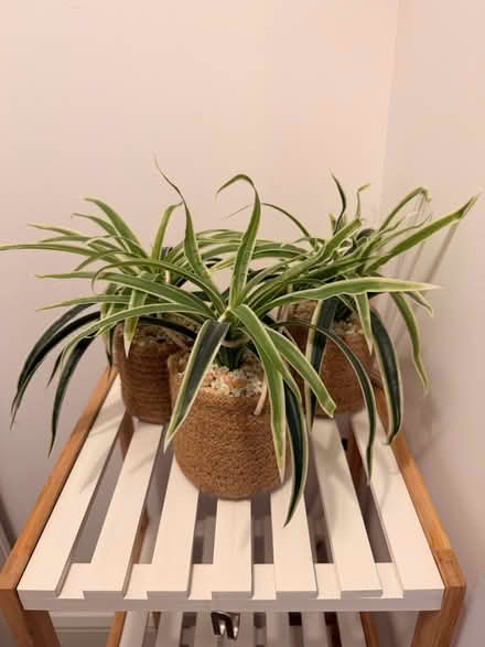 Photo of free Fake plant (Tyrrelstown) #1