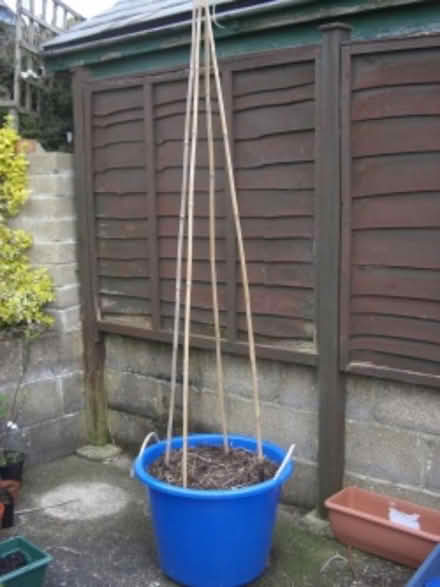 Photo of Allotment bamboo canes (Church Stretton) #1