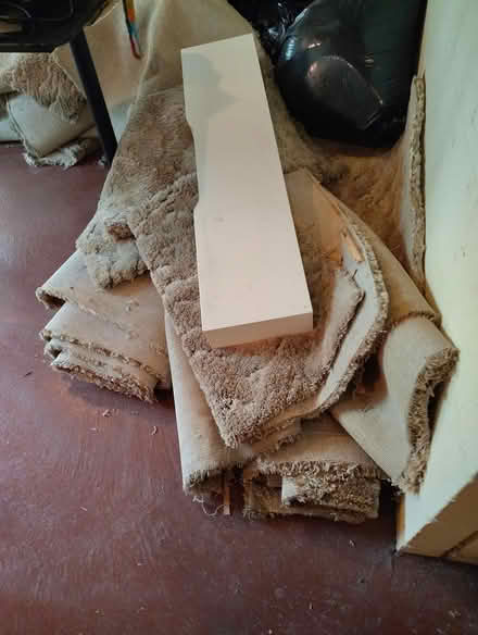 Photo of free Large Pieces Sculptured Carpet (White Oak) #4
