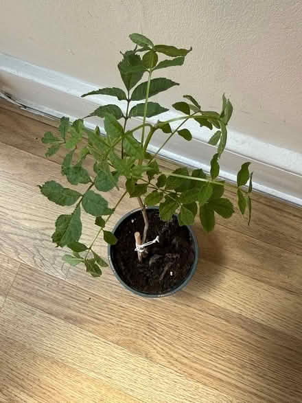 Photo of free Saplings Ash tree (Norbury CR7) #2