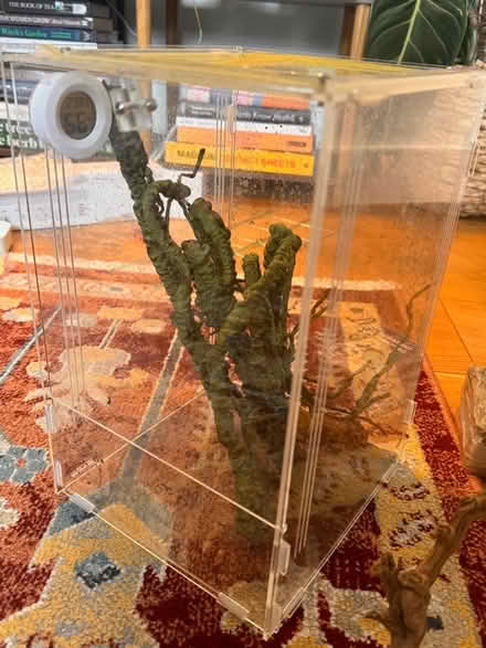 Photo of free Insect/plant terrarium, moss, wooden sticks (Sloane Square SW1W) #2