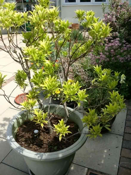 Photo of free Pieris plant (Bilton HG1) #1