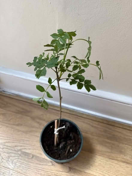 Photo of free Saplings Ash tree (Norbury CR7) #1