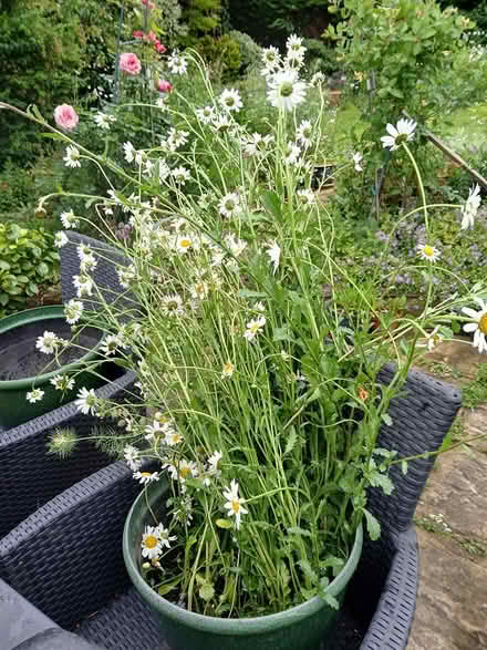 Photo of free Oxeyed daisies cut (Crewe, Rope) #1