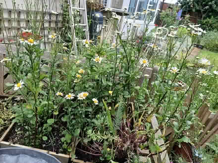Photo of free Oxeyed daisies (Crewe, Rope) #1