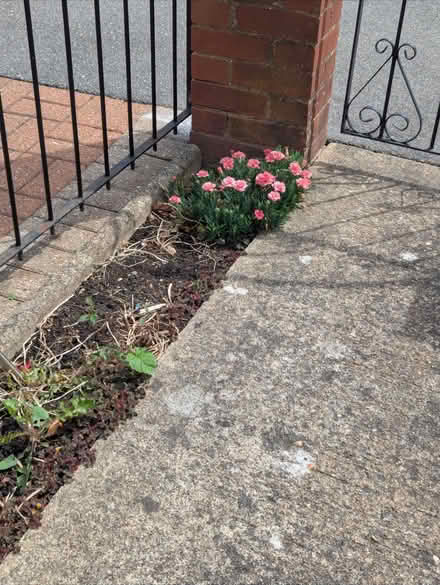 Photo of free Garden Plants (Enfield EN3) #1