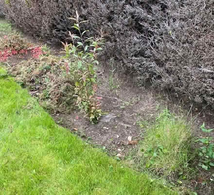 Photo of free Mature garden shrubs (Milltimber AB13) #3
