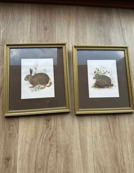 Photo of free Hedgehog and Rabbit framed prints (Bearsted) #1