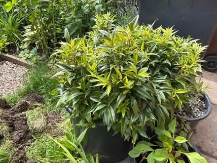 Photo of free Christmas box - Sarcocoa ruscifolia (Rakeway ST10) #1