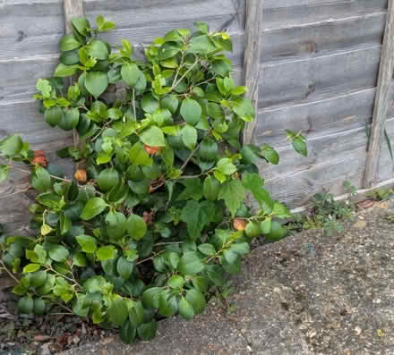 Photo of free Garden Plants (Enfield EN3) #4