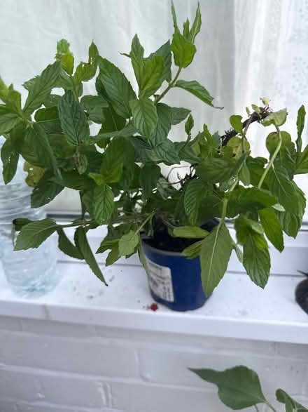 Photo of free Mint plant (Norbury CR7) #1