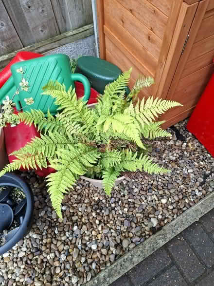 Photo of free Fern in pot (Dronfield Woodhouse S18) #2
