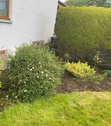 Photo of free Mature garden shrubs (Milltimber AB13) #4