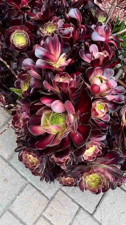 Photo of free Succulent cuttings (Sunnyvale) #1