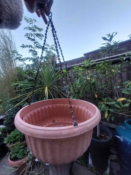 Photo of free Hanging basket (SW16) #1