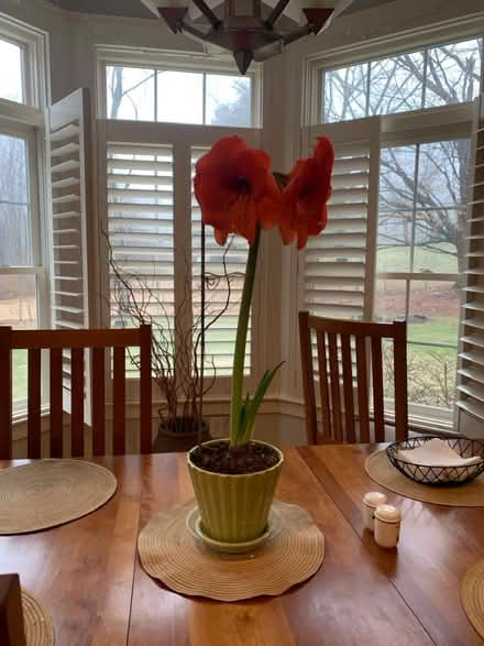 Photo of free Plants (Bolton, MA) #2