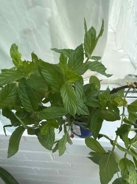 Photo of free Mint plant (Norbury CR7) #2