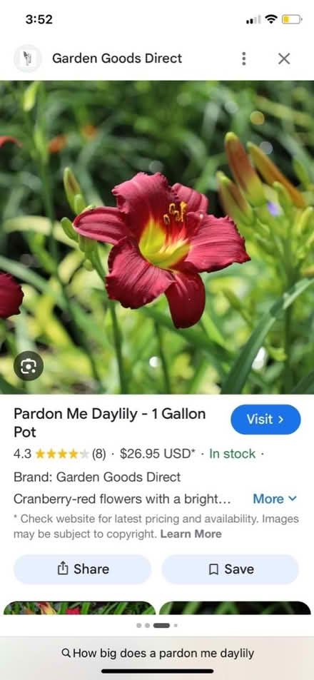 Photo of free Plants (Bolton, MA) #4