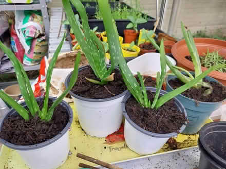 Photo of free Aloe vera plants (AL7 Welwyn Garden City) #2