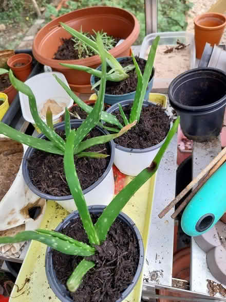 Photo of free Aloe vera plants (AL7 Welwyn Garden City) #1