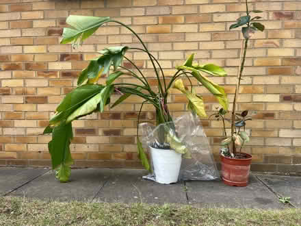 Photo of free House plants needing tlc (South Bretton PE3) #2