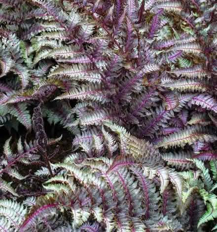 Photo of free Painted Lady Fern (Wolverhampton WV10) #2