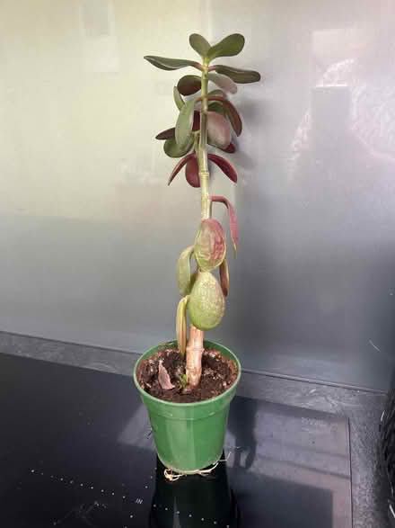 Photo of free Plant (Pagham PO21) #1