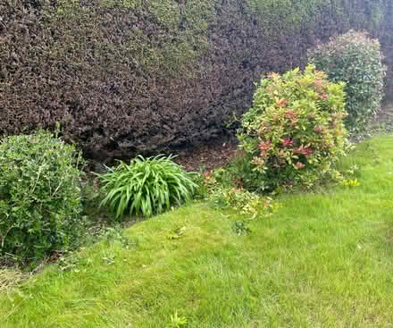 Photo of free Mature garden shrubs (Milltimber AB13) #1