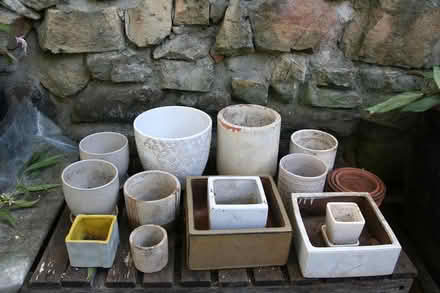 Photo of free 14 of cacti or succulents pots (Marrickville south) #1